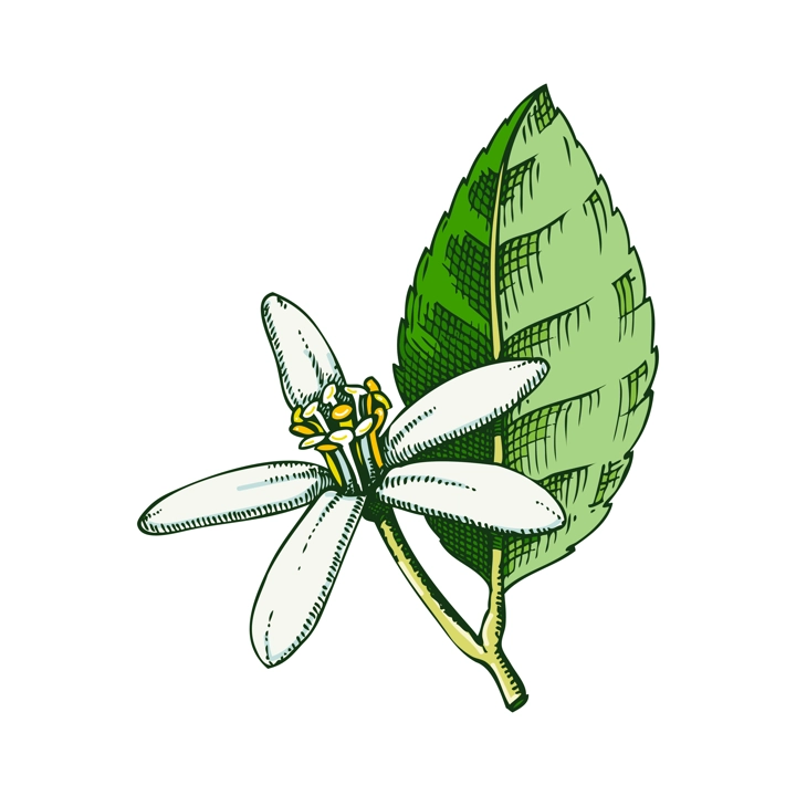 Lime flower sketch in color. Citrus fruit flower hand-drawn vector illustration. Exotic plant drawing in watercolor style. Botanical design element. NOT AI-generated